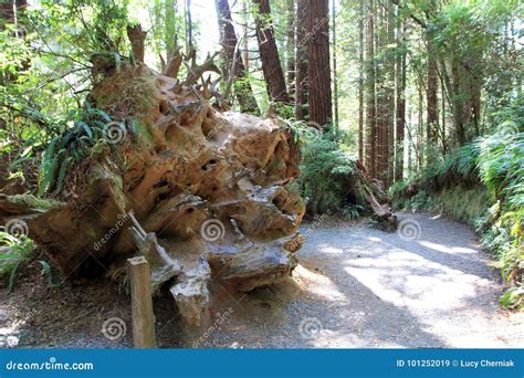 Park Trees of Mystery stock image. Image of national - 101252019