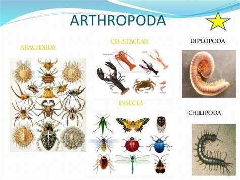 How do crustaceans differ from arachnids? + Example