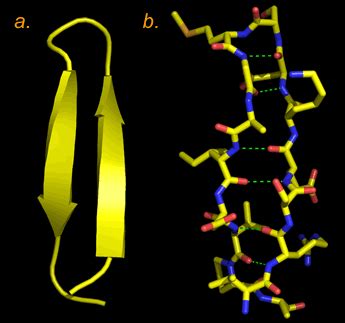 CHEM 440 - β strands and β sheets