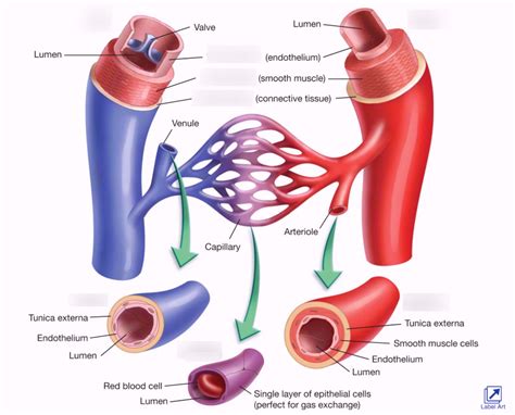 Blood Quizlet Anatomy - Anatomical Charts & Posters