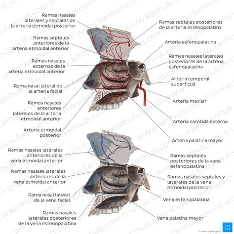 Nariz y fosas nasales: Anatomía, partes, irrigación | Kenhub