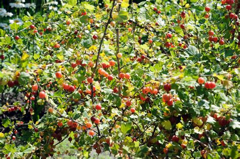 How To Plant & Grow A Gooseberry Bush For Endless Summer Harvests