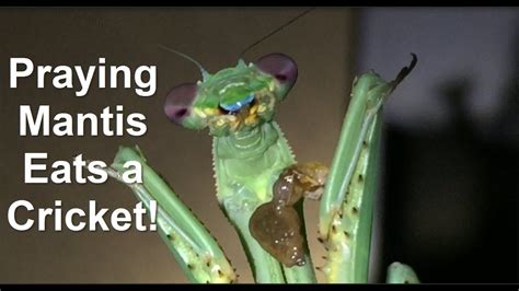 Best View of a Praying Mantis Eating! - YouTube