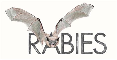 Bat Tests Positive for Rabies - 1430 KYKN