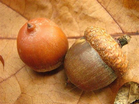 Oak Tree Acorns, A High Calorie Wild Edible - Eat The Planet