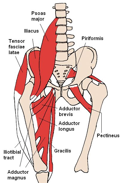 Adductor Tuberosity