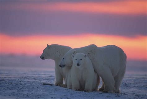 Polar Bear | The Canadian Encyclopedia