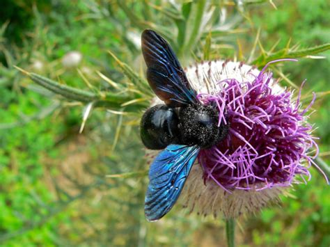 Violet Carpenter Bee l Highly Distinctive Variety - Our Breathing Planet