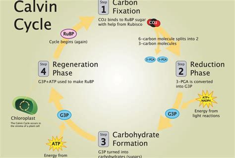 Inputs And Outputs Of The Two Stages Of Photosynthesis