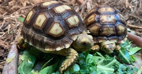 Sulcata Tortoise Care: The Ultimate Guide - XYZReptiles