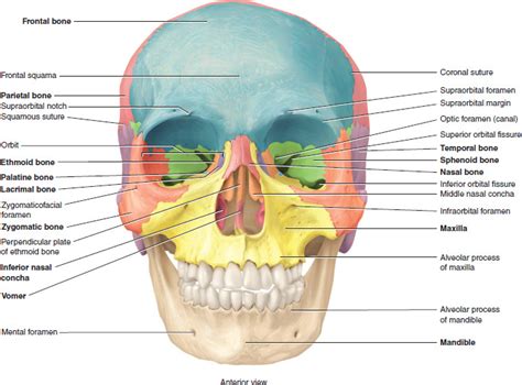 Zygomatic Diagram | Quizlet