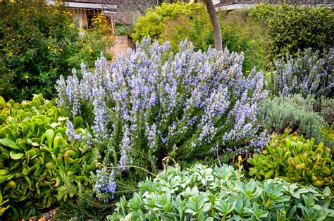 Tuscan Blue Rosemary Bushes For Sale | The Tree Center