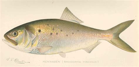 Why Menhaden Matter… - Moldy Chum