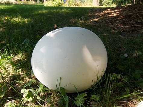 Giant Puffball Mushroom, a Soft and Tasty Delicacy - Eat The Planet