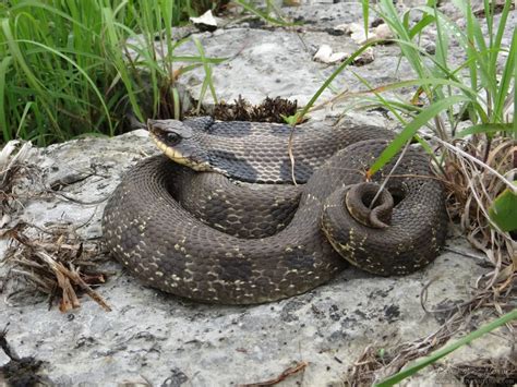 Black Eastern Hognose Snake