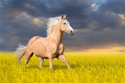 Dreaming in Gold: 12 Palomino Horses That Remind Us of Butterscotch