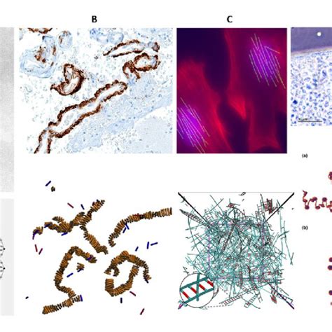 Example model systems for self-assembly simulation. (A) Viral capsid ...