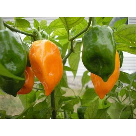 Habanero Pepper Plant - Non-GMO - Two (2) Live Plants - Not Seeds ...