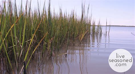 Ecosystem Profile : Tidal Salt Marsh