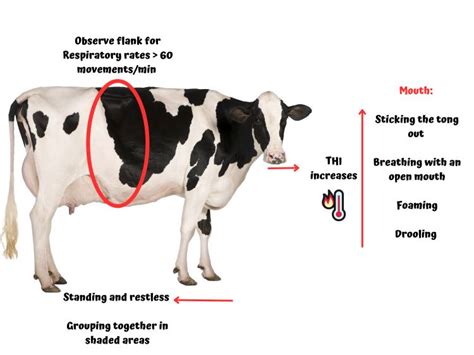 Shielding grazing dairy cows from heat stress: effective strategies for ...