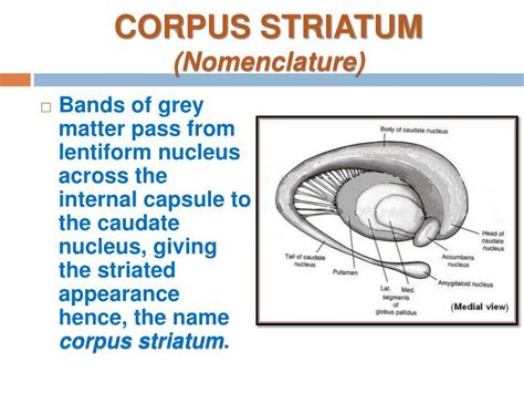 PPT - BASAL GANGLIA PowerPoint Presentation - ID:2147155