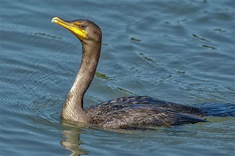 Cormorant Fishing Photograph by TJ Baccari - Fine Art America