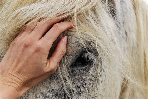 Equine Metabolic Syndrome (EMS) or Cushing disease? - Effektri