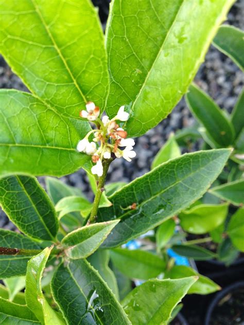 Florez Nursery: Osmanthus fragrans