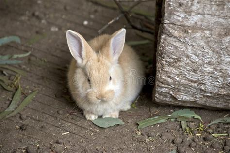 This is a Baby Rabbit or Kit Stock Image - Image of rodent, floppy ...