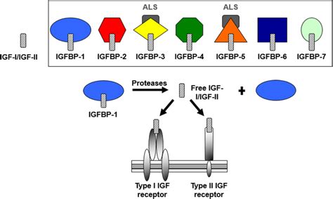 Schematic representation of the insulin-like growth factor (IGF ...