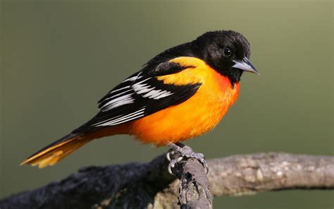 A bird with orange breast and black tail wallpapers and images ...