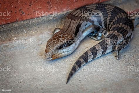 Baby Blue Tongued Lizard Stock Photo - Download Image Now - Animal ...