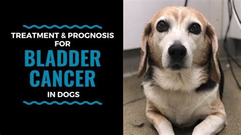 Bladder Cancer in dogs: Causes Symptoms, Diagnosis and Treatment