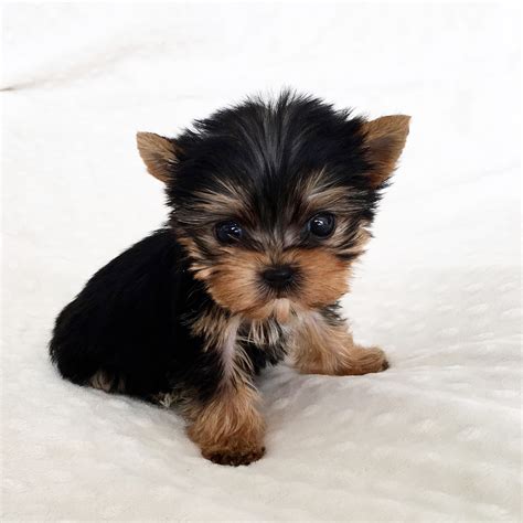 Micro Teacup Yorkie Puppy! | iHeartTeacups