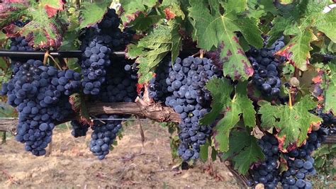 Creating Wine Grapes that Can Withstand Climate Change | SevenFifty Daily