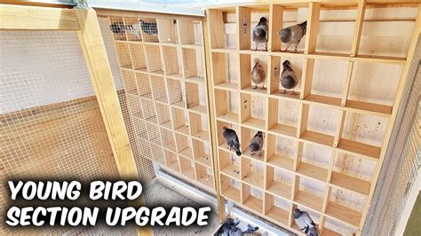 130 PERCHES In The Pigeon Loft! - YouTube