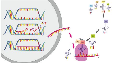 Protein Synthesis - The Definitive Guide | Biology Dictionary