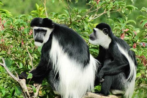 Facts about Black & White Colobus Monkeys in Nyungwe Forest