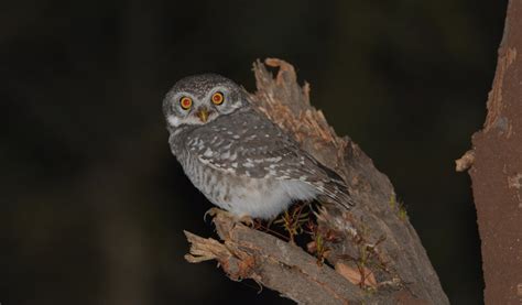 Spotted Owlet Pair – On Forest