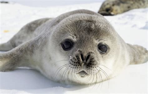 Weddell seals communicate with ultrasonic sounds - Earth.com