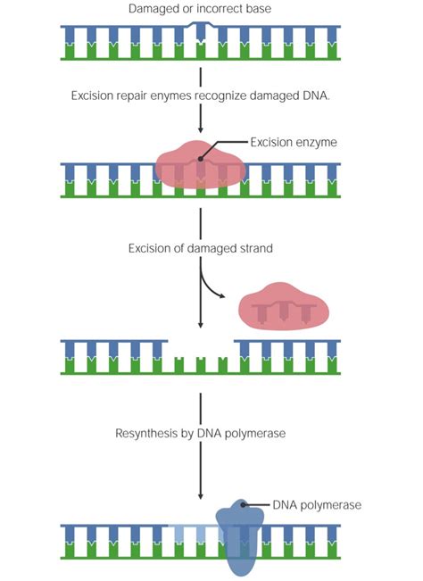 DNA Repair Mechanisms | Concise Medical Knowledge