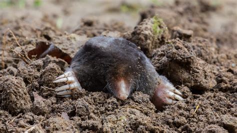 Moles: Habitat, habits and conservation | Live Science