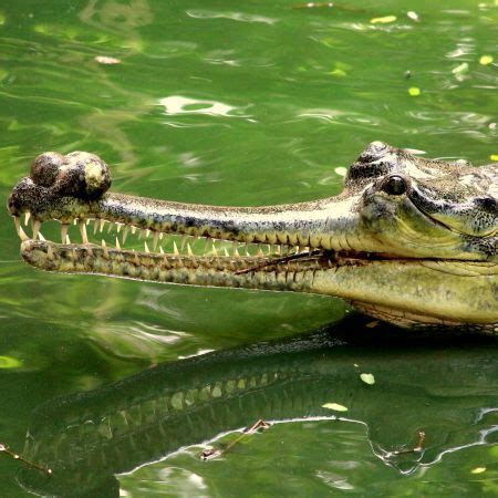 The Madras Crocodile Bank Trust & Centre for Herpetology