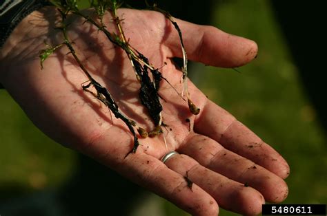 hydrilla (Hydrilla verticillata (L. f.) Royle)