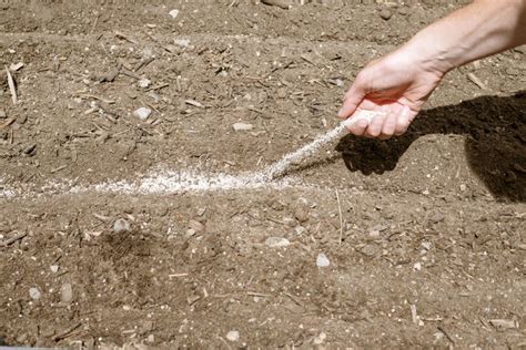 How to Plant Carrot Seeds