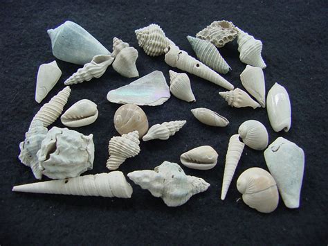 Fossil shell collections small sea shells 25 pieces sp 62 : Southern ...