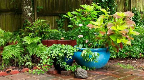 25 plantas de exterior resistentes (aptas para negados)