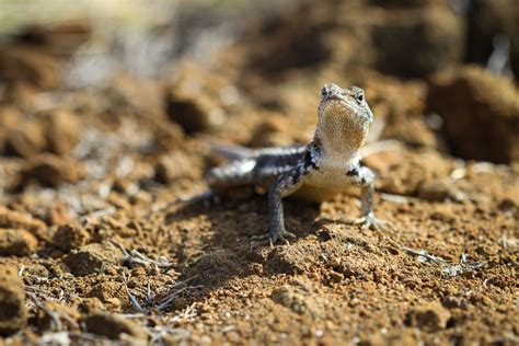 Standoff with a Lava Lizard | Smithsonian Photo Contest | Smithsonian ...