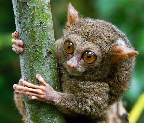 Tarsier Facts - Animal Facts Encyclopedia