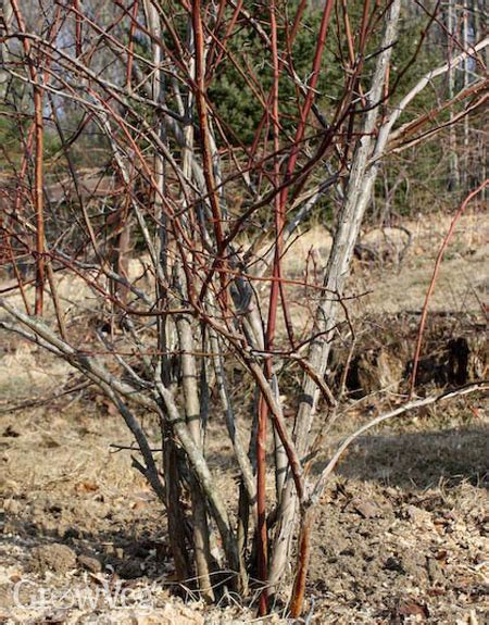 How to Prune Blueberry Bushes